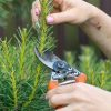 Can I Cut My Pine Trees Without Harming Them?