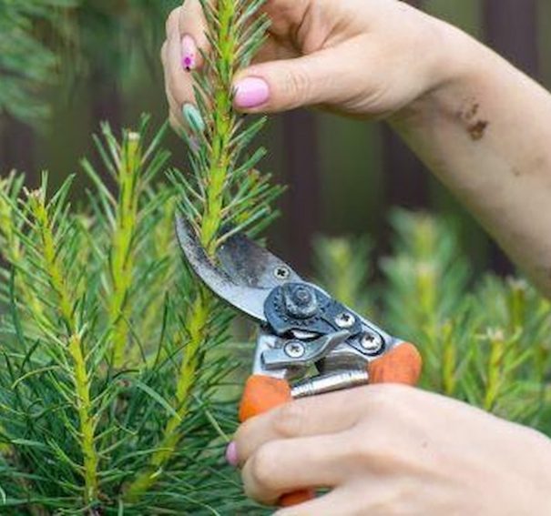 Can I Cut My Pine Trees Without Harming Them?