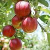How Are Crab Apple Trees Different From Normal Apple Trees?