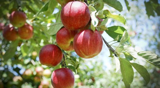 How Are Crab Apple Trees Different From Normal Apple Trees?