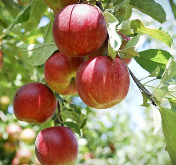How Are Crab Apple Trees Different From Normal Apple Trees?
