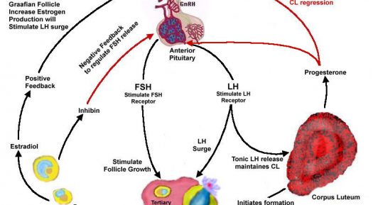 Endocrine Hormone Can Cure You The Best Way