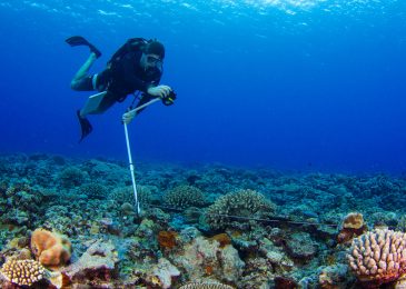 Everything About Reefs With Reel Affair
