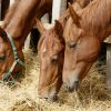 The Impacts Of Climate Change On Horses In The UK