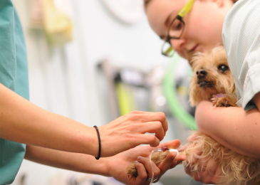 Affording The Health Care Your Pet Needs