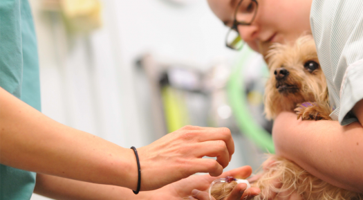 Affording The Health Care Your Pet Needs