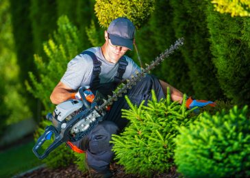 Top 3 Benefits Of Tree Surgery Services For You