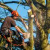 Why There Is Need To Hire A Qualified Tree Surgeon?