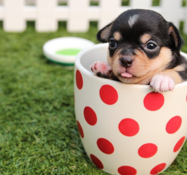 Buy Products From Reputed Stores To Give Your Pet A Healthy Life