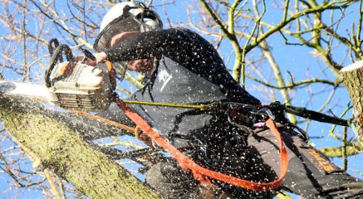 Why Choose Professional Tree Surgeons In Harrow